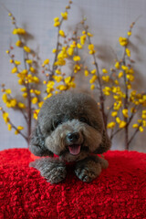 Adorable black poodle dog wearing chinese new year cloth with yellow cherry blossom on red cloth floor.