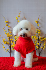 Adorable white poodle dog wearing chinese new year cloth with yellow cherry blossom on red cloth floor.