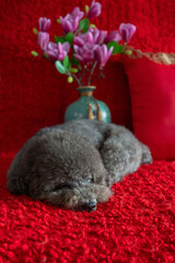 Adorable black poodle dog sleeping on red cloth floor with magnolia flowers for Chinese new year concept.