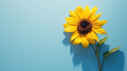 One yellow sunflower on blue background with aesthetic sunlight shadows. Minimalistic floral...
