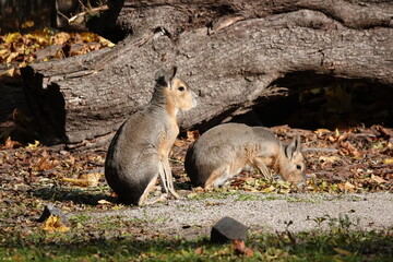 Patagonian mara (Dolichotis patagonum) 