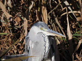 A gray heron, Ardea cinerea, photographed in a stream in Japan in winter,Ardea cinerea
