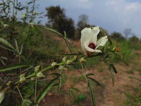 Roselle or Gongura or ambada plant with flower and buds