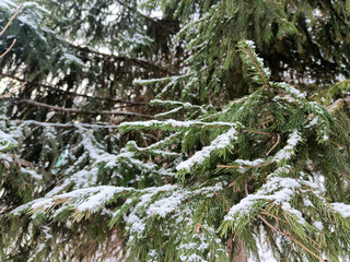 spruce branches under the snow in the park