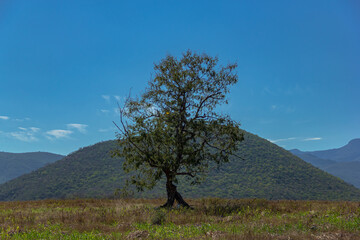 Tree in the middle of the mountain solitude 