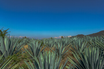 Agaves in the middle of the mountain 