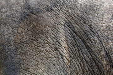 Close up The elephant Skin is big wildlift animal for texture and pattern skin