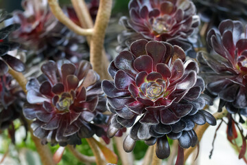 Vibrant dark purple rosettes on Aeonium arboreum branches.
