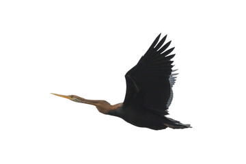 Oriental Darter flying isolated on transparent background png file