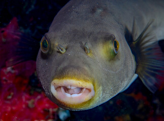 PUfferfish © Nick Hobgood