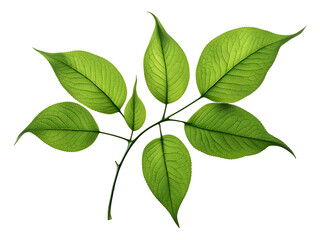 Naklejka premium close-up-of-leaves-isolated-against-a-pure-white-background-minimalist-style-highlighting
