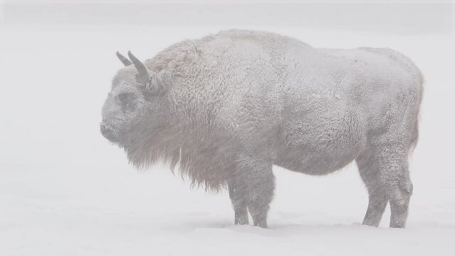 Profile shot of miserable European bison or wisent braving heavy snowfall