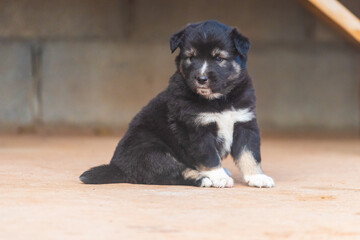 Bangkaew puppies in the country house - 726884029