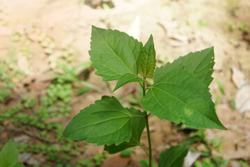 Natural green Bitter bush or Siam weed. Thai herbal medicine, use fresh leaves to rub into the wound. Help stop bleeding.