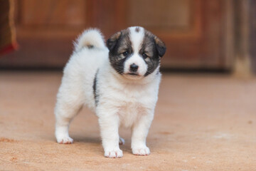 Bangkaew puppies in the country house - 726884054