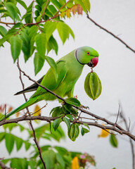 Rose-ringed parakeet