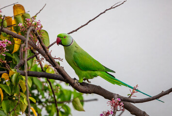 Rose-ringed parakeet