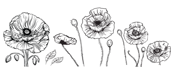 Fotobehang Vector drawing of poppy flowers and leaves, isolated floral elements with a black line on a white background, hand-drawn illustration of a botanist. © Elena
