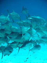 Obraz premium Big-eye Trevally, Southern Great Barrier Reef