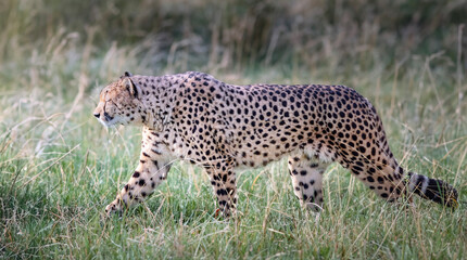 la beautée animale du Guépard