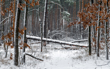 Fallen trees. Snowy forest. Tree branches in the snow. Cold winter weather.