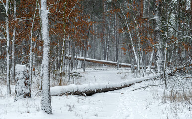 Fototapeta premium Fallen trees. Snowy forest. Tree branches in the snow. Cold winter weather.