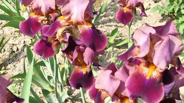 Close up of purple iris flowers. Lot of irises. Large cultivated flowers of bearded iris germanica. White and violet iris flowers are growing in garden. High quality 4k footage