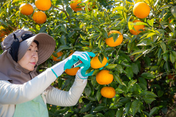 果樹園で働く日本女性、農業、収穫