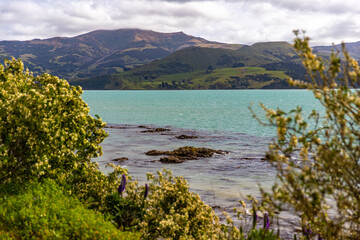 unique, idyllic landscape of banks peninsula near christchurch in canterbury, new zealand; grass...