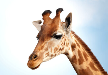 Portrait de Girafe , interprétation personnelle