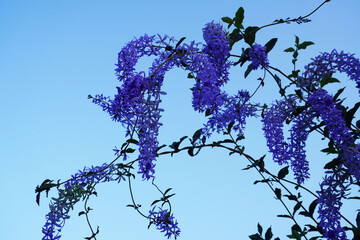 Puang Khram is a creeper with a large, strong vine. The branches are also quite stiff. Young vines...