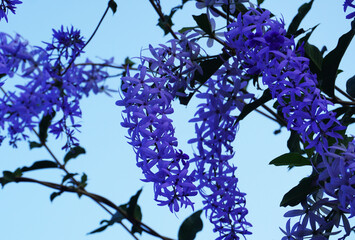 Puang Khram is a creeper with a large, strong vine. The branches are also quite stiff. Young vines...