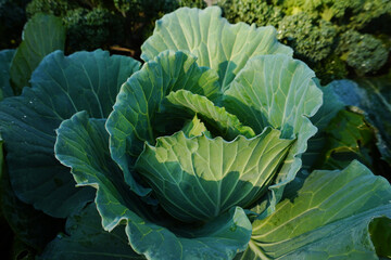 A large head of green cabbage growing in an organic garden. The large vegetable ball is deep green...