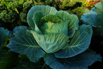 A large head of green cabbage growing in an organic garden. The large vegetable ball is deep green with the sun shining on it. The center is a lighter color green than the large leaves on the outside.
