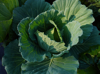 A large head of green cabbage growing in an organic garden. The large vegetable ball is deep green...