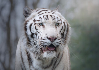 Portrait animalier de Tigre blanc 
