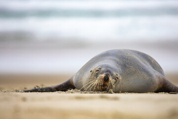 beautiful large new zealand sea lion resting on the beach in otago peninsula, new zealand; cute...