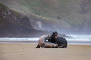 cute couple of new zealand sea lions mating on the beach, allans beach on otago peninsula near...