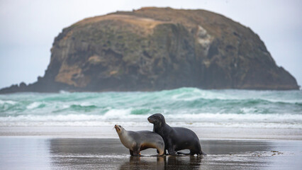 cute couple of new zealand sea lions mating on the beach, allans beach on otago peninsula near dunedin, new zealand