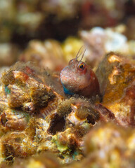 Blenny