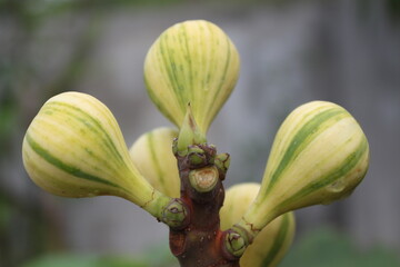 CDDR Fig Tree, Striped Tiger Fig, Ficus carica ornamental quality deciduous tree with yellow fruit striped with green, consumed fresh or dried.