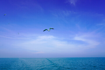 Seabirds fly high in the blue sky. Fishing bird flying high in the blue sky. Fish predator bird in clear blue sky. Flying birds looking for or sea fish. Seabirds are flying
