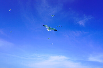 Seabirds fly high in the blue sky. Fishing bird flying high in the blue sky. Fish predator bird in clear blue sky. Flying birds looking for or sea fish. Seabirds are flying
