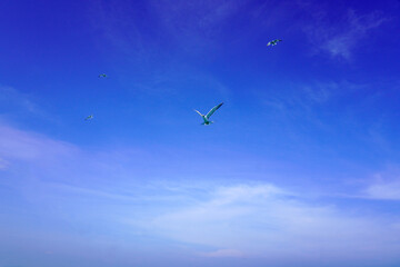 Seabirds fly high in the blue sky. Fishing bird flying high in the blue sky. Fish predator bird in clear blue sky. Flying birds looking for or sea fish. Seabirds are flying
