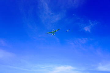 Seabirds fly high in the blue sky. Fishing bird flying high in the blue sky. Fish predator bird in clear blue sky. Flying birds looking for or sea fish. Seabirds are flying
