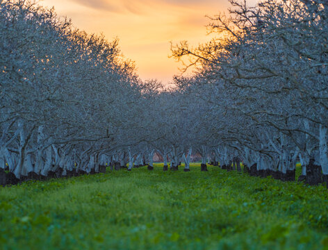 Walnut Trees, Lompoc, California, Sunset, Dusk, Telephoto, Landscape, Agriculture, Farming, Orchards