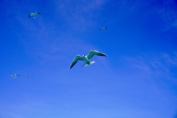 Seabirds fly high in the blue sky. Fishing bird flying high in the blue sky. Fish predator bird in clear blue sky. Flying birds looking for or sea fish. Seabirds are flying