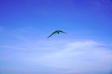 Seabirds fly high in the blue sky. Fishing bird flying high in the blue sky. Fish predator bird in clear blue sky. Flying birds looking for or sea fish. Seabirds are flying