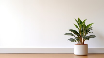 Houseplant. A plant in a pot on the floor near a white wall in the house. Leave space for text.