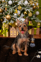 Naklejka premium Portrait of a small pinscher dog against the background of a Christmas tree and gifts. The dog is a mixed breed of Toy Terrier and York Terrier.